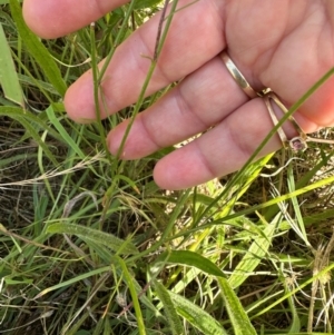 Wahlenbergia capillaris at Tharwa, ACT - 1 Feb 2024 11:00 AM