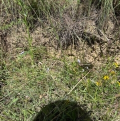 Wahlenbergia capillaris at Point Hut to Tharwa - 1 Feb 2024