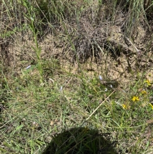 Wahlenbergia capillaris at Tharwa, ACT - 1 Feb 2024 11:00 AM