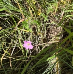 Geranium solanderi var. solanderi (Native Geranium) at Tharwa, ACT - 31 Jan 2024 by lbradley