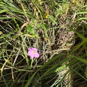 Geranium solanderi var. solanderi at Point Hut to Tharwa - 1 Feb 2024 10:04 AM