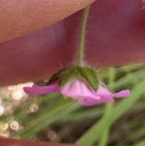 Geranium solanderi var. solanderi at Point Hut to Tharwa - 1 Feb 2024 10:04 AM