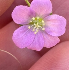 Geranium solanderi var. solanderi at Point Hut to Tharwa - 1 Feb 2024 10:04 AM