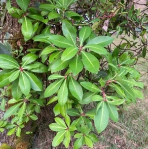 Tasmannia purpurascens at Barrington Tops National Park - 18 Dec 2023