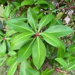 Tasmannia purpurascens at Barrington Tops National Park - 18 Dec 2023 06:55 PM