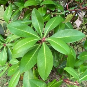 Tasmannia purpurascens at Barrington Tops National Park - 18 Dec 2023