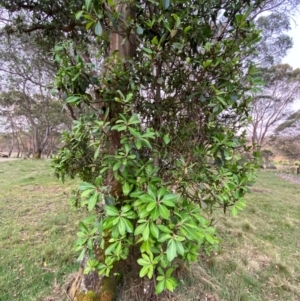 Tasmannia purpurascens at Barrington Tops National Park - 18 Dec 2023