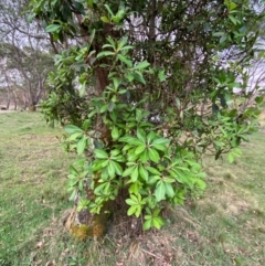 Tasmannia purpurascens at Barrington Tops National Park - 18 Dec 2023