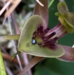 Chiloglottis bifaria (Barrington Tops Bird Orchid) at suppressed - 18 Dec 2023 by Tapirlord