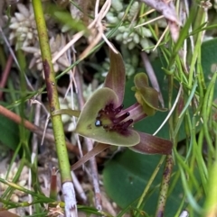 Chiloglottis bifaria at suppressed - 18 Dec 2023