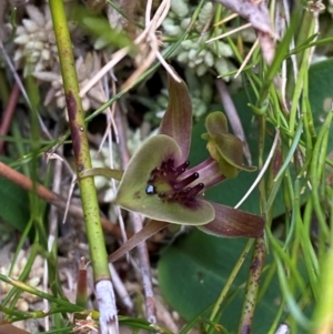 Chiloglottis bifaria at suppressed - suppressed