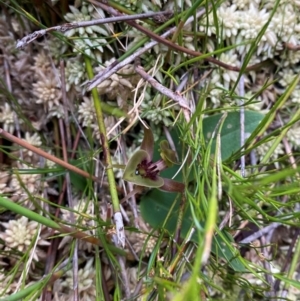 Chiloglottis bifaria at suppressed - 18 Dec 2023