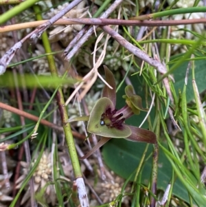 Chiloglottis bifaria at suppressed - suppressed