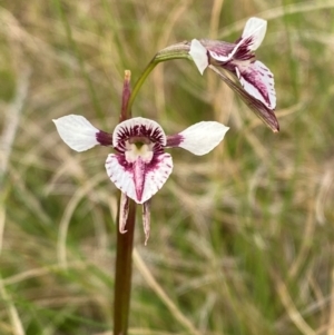 Diuris venosa at Barrington Tops National Park - suppressed