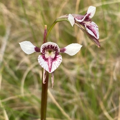 Diuris venosa (Veined Doubletail) at Moonan Brook, NSW - 18 Dec 2023 by Tapirlord