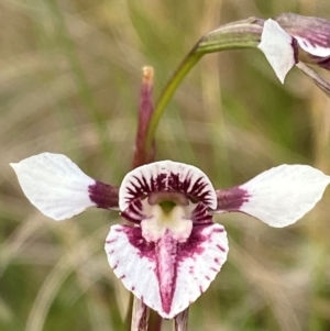 Diuris venosa at Barrington Tops National Park - suppressed