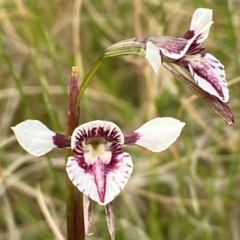 Diuris venosa at Barrington Tops National Park - suppressed