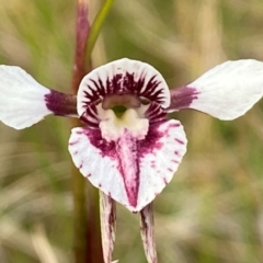 Diuris venosa at Barrington Tops National Park - suppressed