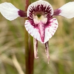 Diuris venosa at Barrington Tops National Park - 18 Dec 2023