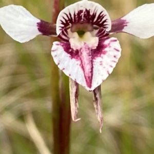 Diuris venosa at Barrington Tops National Park - suppressed