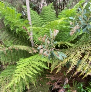 Olearia oppositifolia at Barrington Tops National Park - 18 Dec 2023