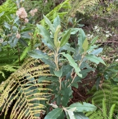 Olearia oppositifolia at Barrington Tops National Park - 18 Dec 2023