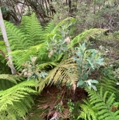 Olearia oppositifolia at Barrington Tops National Park - 18 Dec 2023