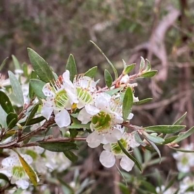 Leptospermum argenteum (Mt Royal Tea Tree) at Moonan Brook, NSW - 18 Dec 2023 by Tapirlord