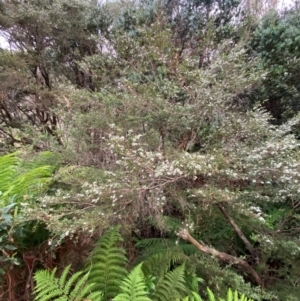 Leptospermum argenteum at Barrington Tops National Park - 18 Dec 2023