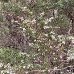 Leptospermum argenteum at Barrington Tops National Park - 18 Dec 2023 06:27 PM