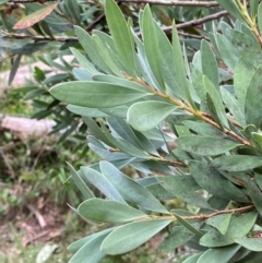 Callistemon pallidus (Lemon Bottlebrush) at Moonan Brook, NSW - 18 Dec 2023 by Tapirlord