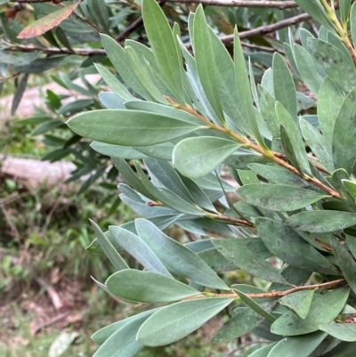 Callistemon pallidus (Lemon Bottlebrush) at Moonan Brook, NSW - 18 Dec 2023 by Tapirlord