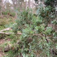 Callistemon pallidus at Barrington Tops National Park - 18 Dec 2023