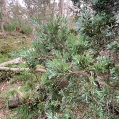 Callistemon pallidus at Barrington Tops National Park - 18 Dec 2023 06:24 PM