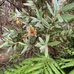 Callistemon pallidus at Barrington Tops National Park - 18 Dec 2023 06:24 PM