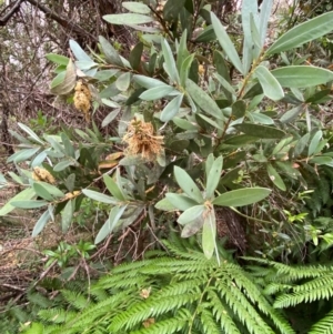 Callistemon pallidus at Barrington Tops National Park - 18 Dec 2023