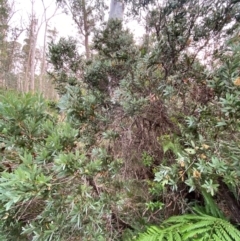 Callistemon pallidus at Barrington Tops National Park - 18 Dec 2023 06:24 PM