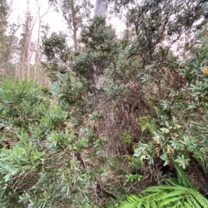 Callistemon pallidus at Barrington Tops National Park - 18 Dec 2023