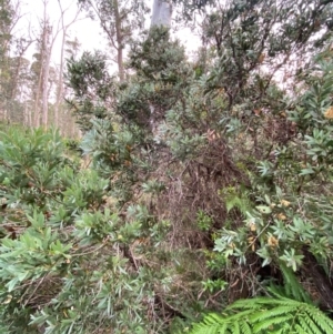 Callistemon pallidus at Barrington Tops National Park - 18 Dec 2023 06:24 PM