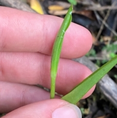 Pterostylis sp. (A Greenhood) at Moonan Brook, NSW - 18 Dec 2023 by Tapirlord