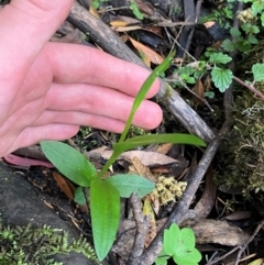 Pterostylis sp. at Barrington Tops National Park - suppressed