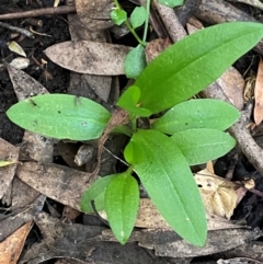 Pterostylis sp. at Barrington Tops National Park - suppressed