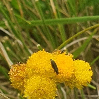 Dasytinae (subfamily) (Soft-winged flower beetle) at Jerrabomberra East Offset (JE_4) - 31 Jan 2024 by ChrisBenwah