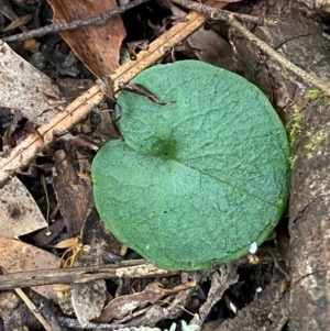 Corybas longitubus at Barrington Tops National Park - suppressed