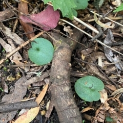 Corybas longitubus at Barrington Tops National Park - suppressed