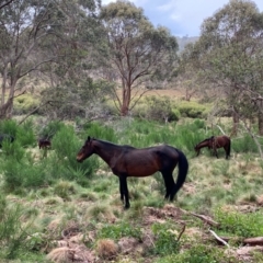 Equus caballus (Brumby, Wild Horse) at Moonan Brook, NSW - 18 Dec 2023 by Tapirlord