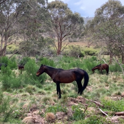 Equus caballus (Brumby, Wild Horse) at Moonan Brook, NSW - 18 Dec 2023 by Tapirlord