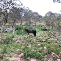 Equus caballus at Barrington Tops National Park - 18 Dec 2023