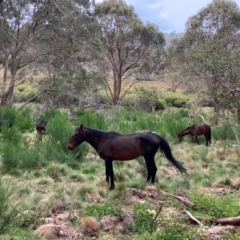 Equus caballus at Barrington Tops National Park - 18 Dec 2023