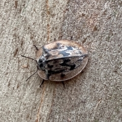 Unidentified Beetle (Coleoptera) at Barrington Tops National Park - 18 Dec 2023 by Tapirlord